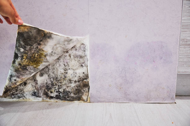 Best Post-Flood Mold Remediation in Brunswick, OH